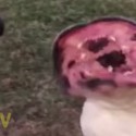 This Bulldog Loves The Leaf Blower And It’s ‘TOO CUTE!’ [VIDEO]