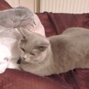 ‘Cats Being Jerks’ Compilation Video Is Jerk-ishly Awesome [VIDEO]