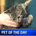Playful Cat Jumps Off Desk During Live News Broadcast & It’s ‘TOO CUTE!’ [VIDEO]
