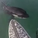 Man On Paddle Board Stays Calm When Confronted By Orca [VIDEO]
