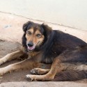 HOT WEATHER ALERT: PET CARE!