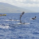 Whale Jumps Out Of Water And Lands On Kayakers [VIDEO]