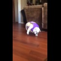 Bulldog In Life Vest Hates Life And It’s ‘TOO CUTE!’ For Tuesday [VIDEO]