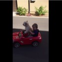 Dog Driving Kid Around Is ‘TOO CUTE!’ For Tuesday [VIDEO]