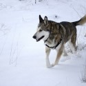 Protecting Pets from the Cold