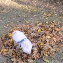 Willow The Mini-Pigs First Pile Of Leaves Will Make You Happier Than A Pig In The Mud [VIDEO]