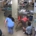 Veterinarian Goes For Ride On Dog [VIDEO]