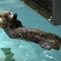 Orphaned Otter Finds New Home at Chicago Aquarium