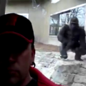 Find Out What Happens When Gorilla Disapproves Of Selfies [VIDEO]