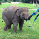 Baby Elephant Ribbon Dance [Video]