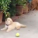 Distracted Puppy Stealing Hearts  [VIDEO]