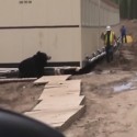 Guy Dressed Up In Bear Costume Scares The Daylights Out Of Co-Worker [VIDEO]