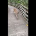 Woman On Nature Walk Runs Into Panther In Florida [VIDEO]