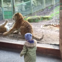 This Tiger Wakes Up Angrier Than I Do [VIDEO]