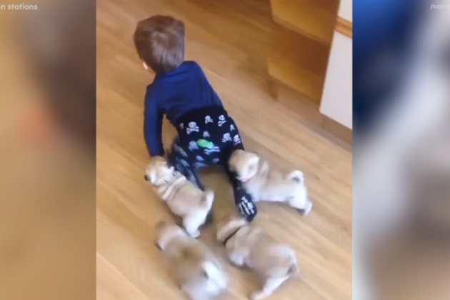Baby Pugs Follow Baby Boy Around House And It S Too Cute Video Wzpw Fm