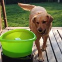 Dog Playing Fetch With Himself Is How I Feel About Today Being Friday [VIDEO]