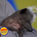 The Worlds Ugliest Dog 2016 Announced