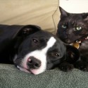 Are Cats Or Dogs Better?