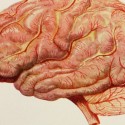 So Peoria: Is Your Job Making Your Brain Healthier?