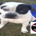 Fur-ever Home Friday! Help These Animals Find Families.