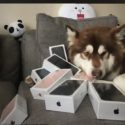 Chinese Billionaire Buys His Dog Eight iPhone 7’s