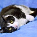 Fur-Friends in Need of BFFs!